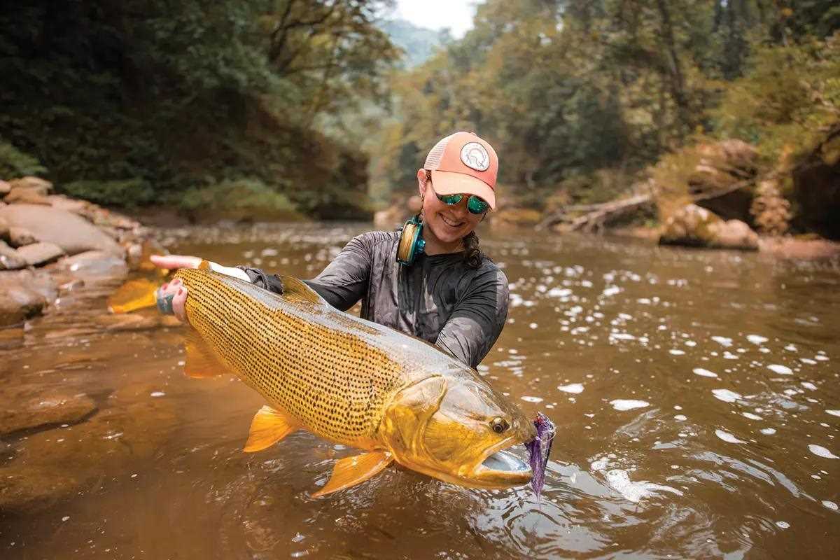 A fly angler kneeling in a brown river holding a large golden dorado with a fly in its mouth.