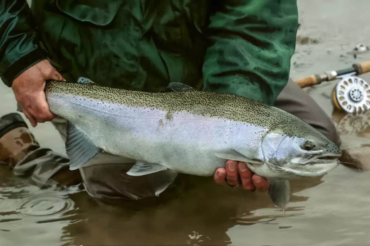 How fly-fishing for steelhead trout was healing for my stepdaughter