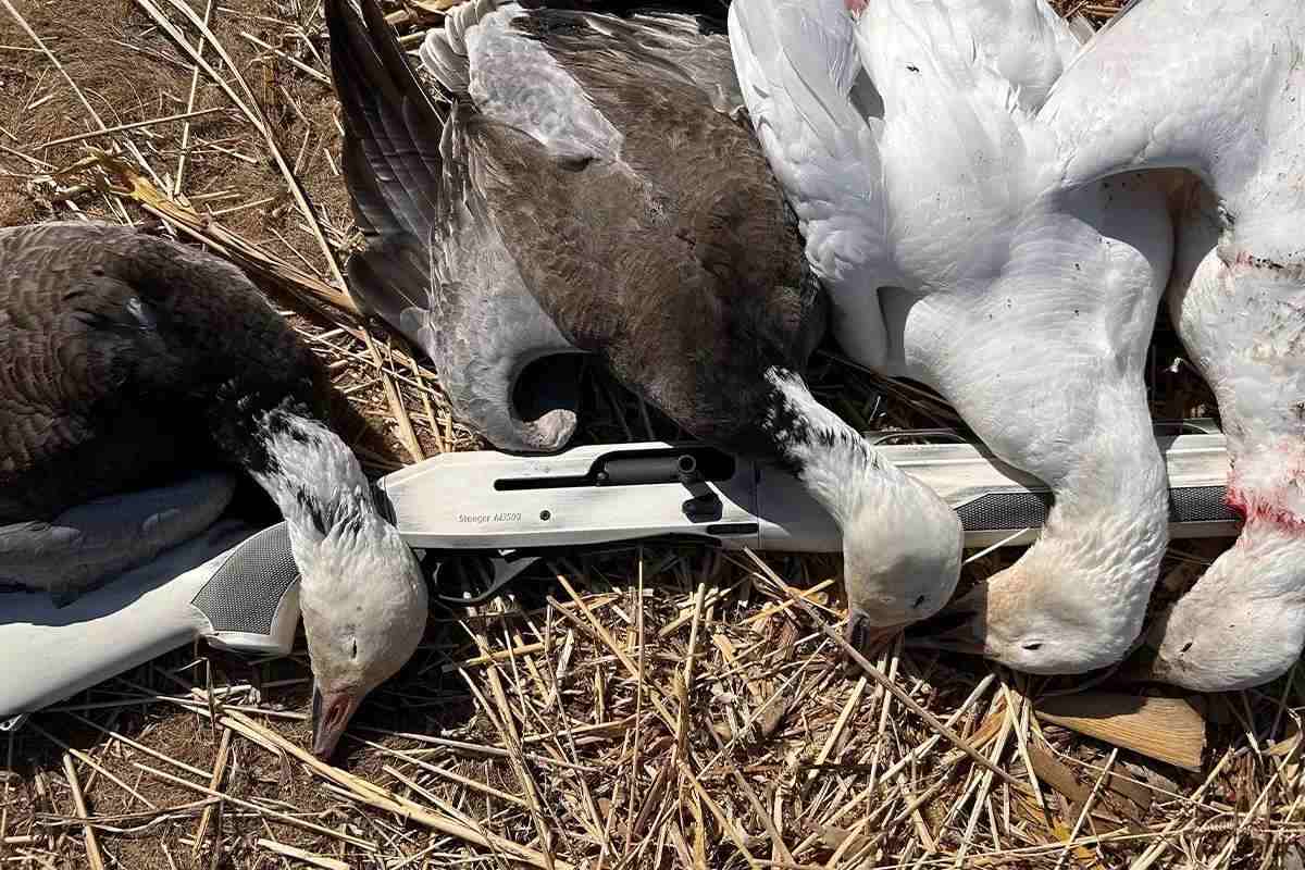 REVIEW: Stoeger's M3500 Snow Goose Shotgun