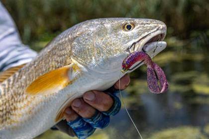 Rattle Up Redfish With These Lures - Game & Fish