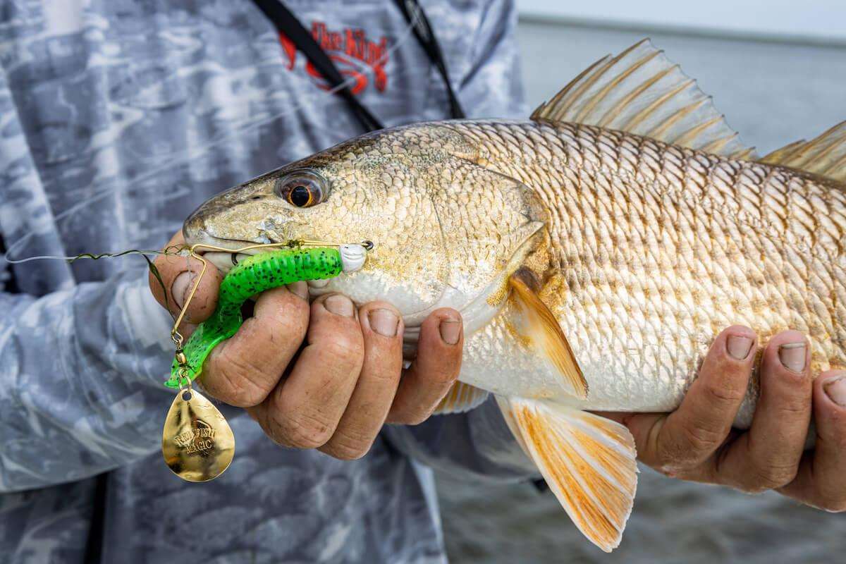 How To Use Spinnerbaits To Catch Fall Redfish [Strike King Redfish Magic] 