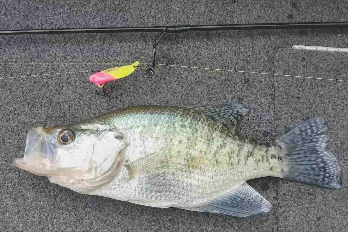Stubborn Slabs: Catch More Crappies During Their Fall Transi