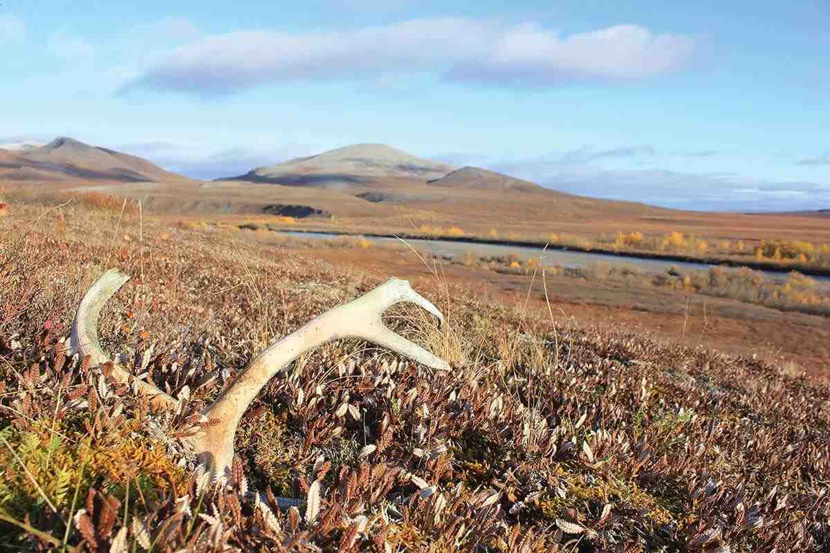 antler shed in tundra