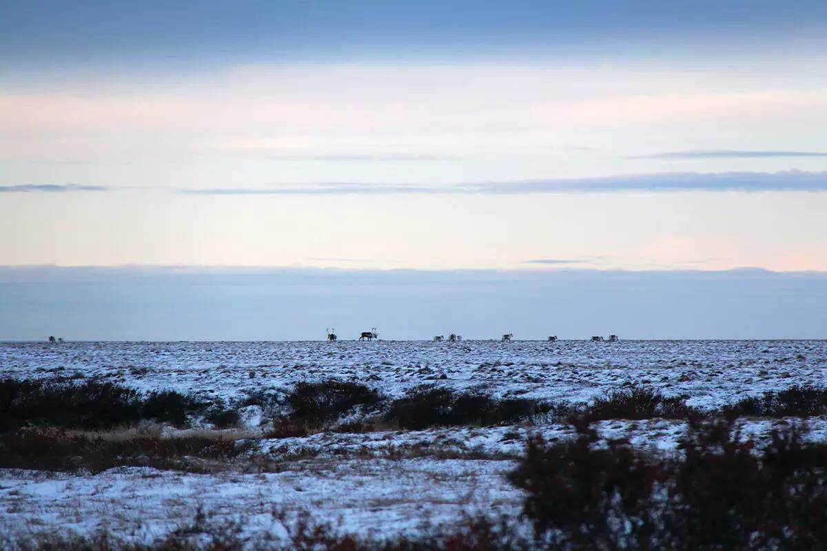 caribou in snow
