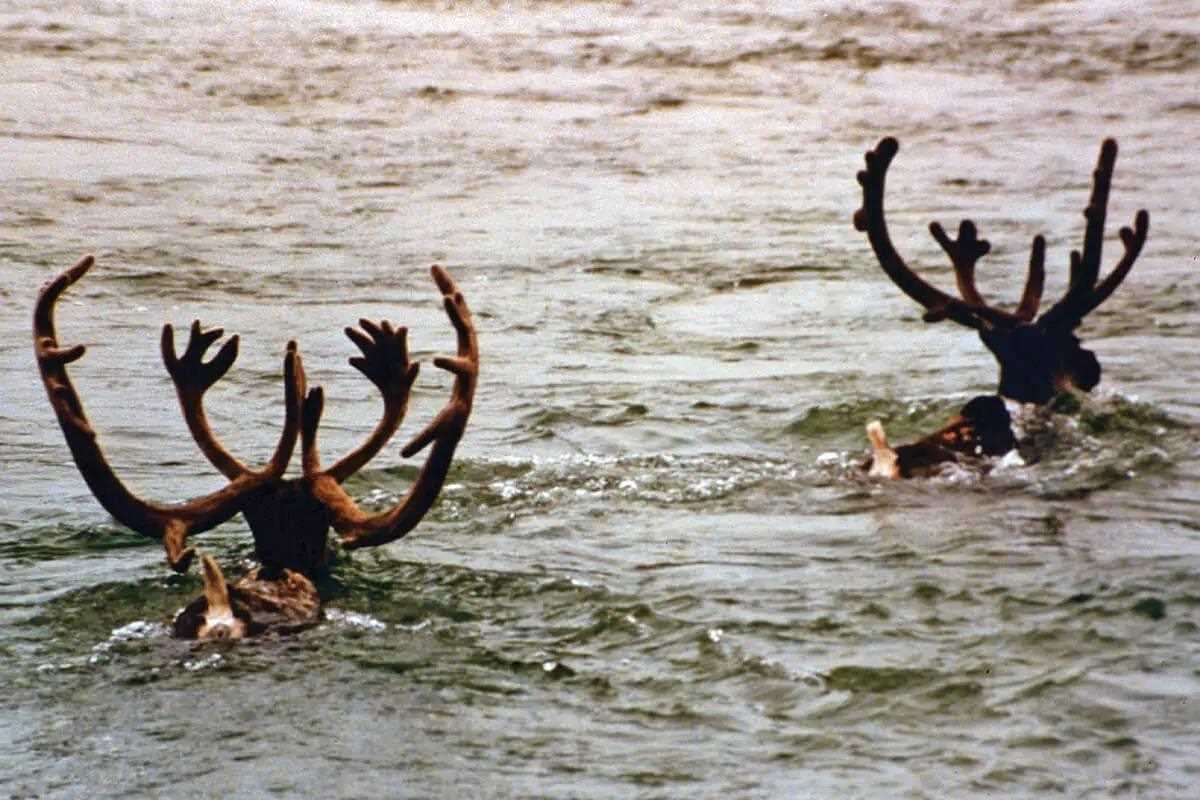 caribou swimming