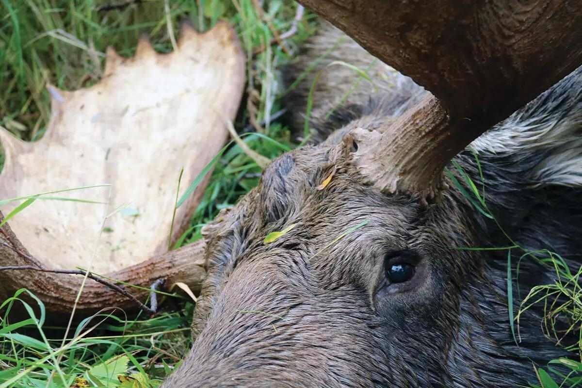 moose
