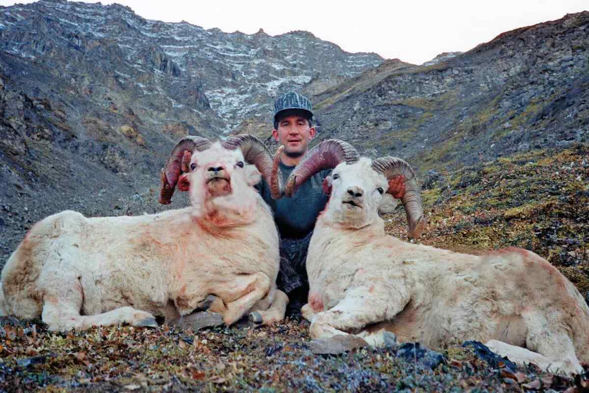 two dall sheep
