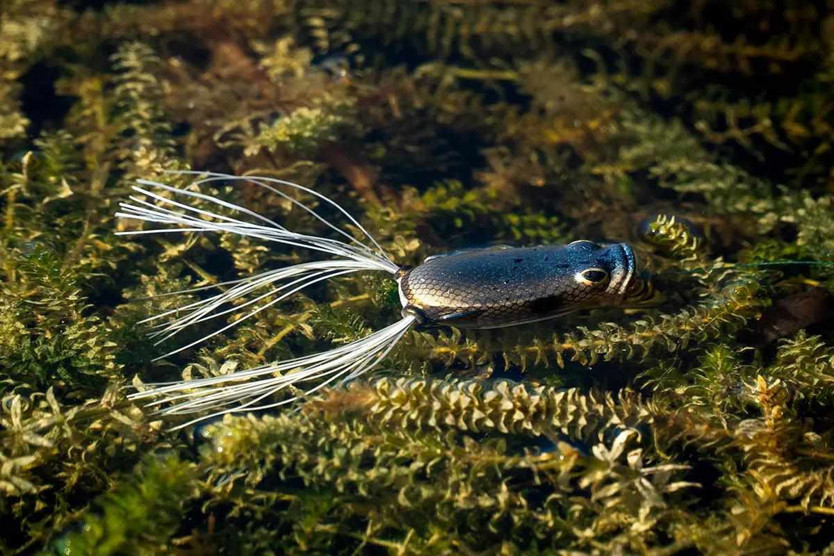 best fishing lures for bass in slight murky water LUNKERHUNT Top | Realistic Weird Fishing Bait Bass Fishing | Weedless bass Fishing Lures for Freshwater & Saltwater Size:20LB 0.20mm (4 Strands)-328 Yds Game Arkie Lures TP-137 Classic