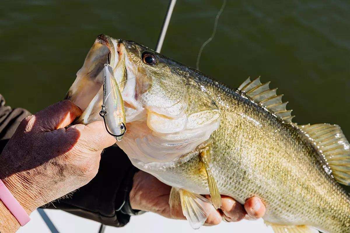 big mouth bass bait fishing reels amazon 5 Top Lures at The Best Spinning Reels for