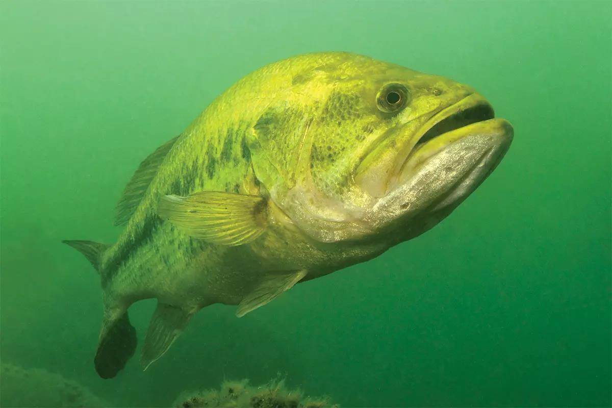 Largemouth Bass, Temperature, & Thermoclines