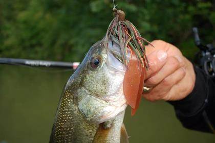 arizona bass fishing lures Akuna [AZ] Pros' pick recommendation collection of for Bass, Panfish, Trout, Pike and Walleye in Arizona(Bass 3-A) Sporting Goods Southwest Bass Fishing: Best Bets