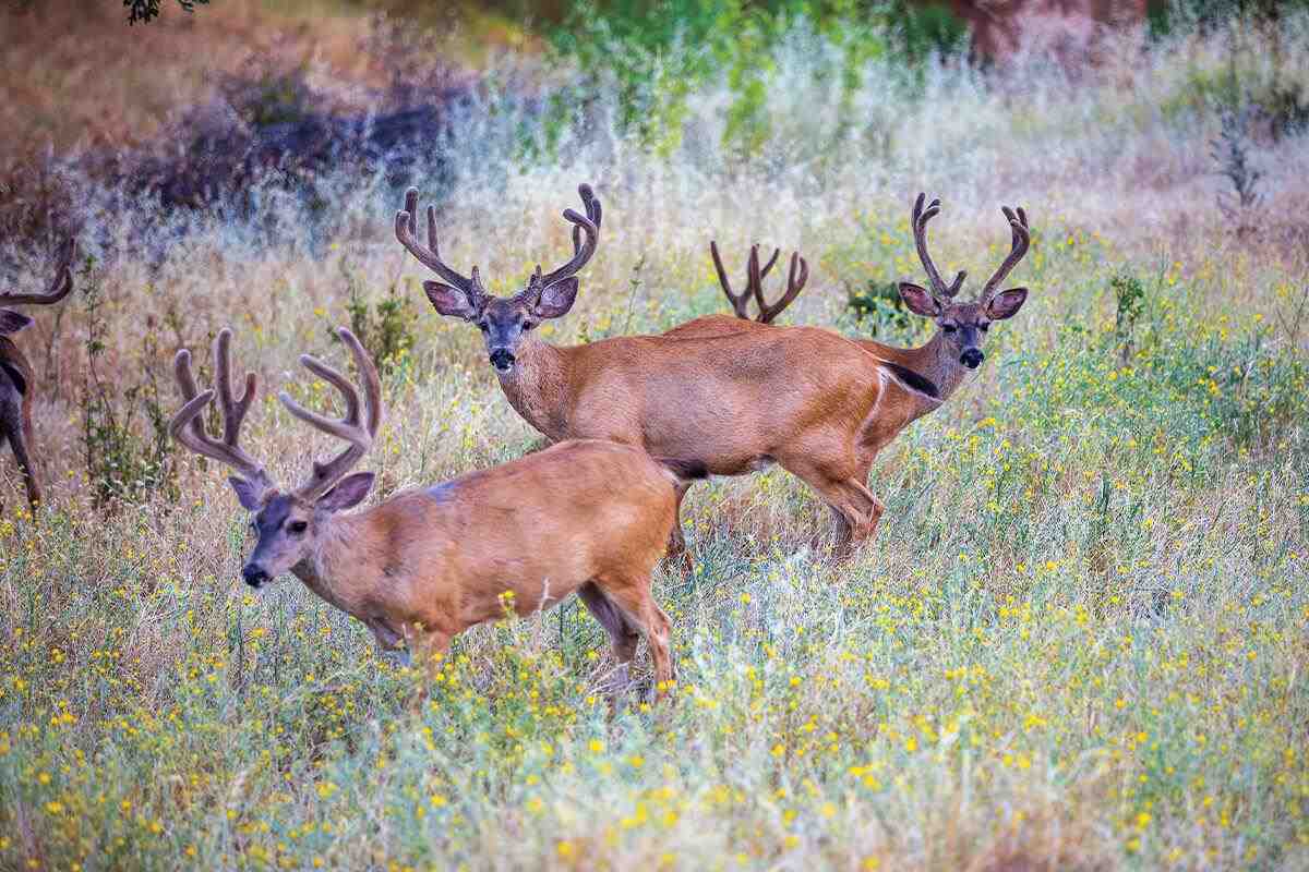 10 Amazing Facts About Velvet Antlers - Realtree Store