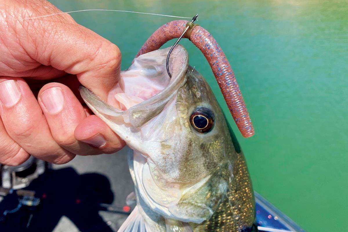 Summer Worm Fishing Tricks for Shallow and Deep Water Bass 