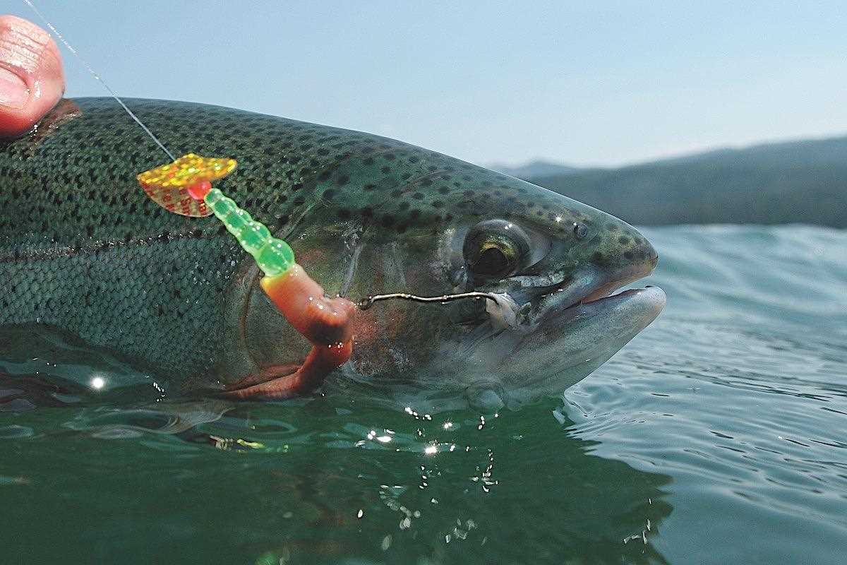 Change Tactics When Pressure is on Summer Trout - Game & Fish