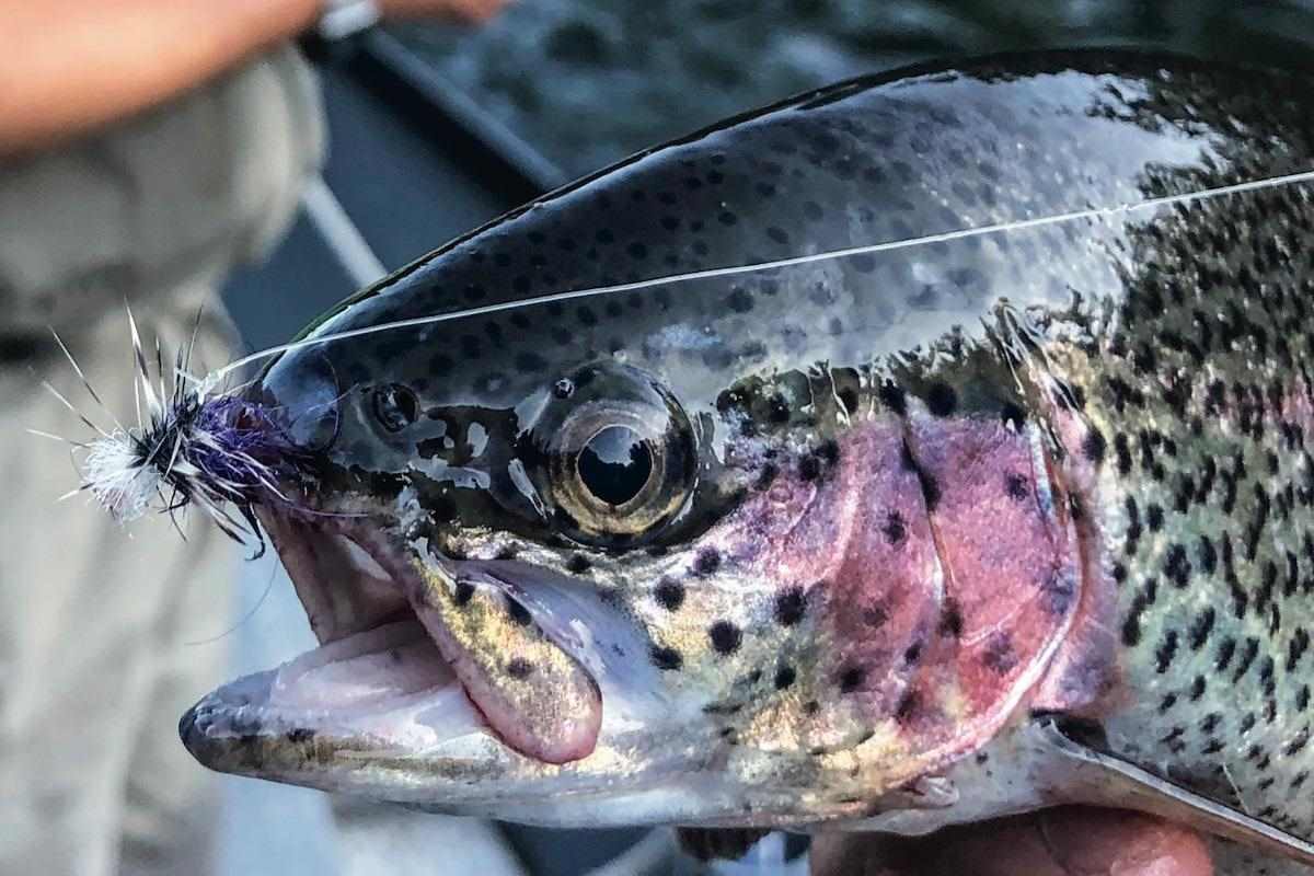 Change Tactics When Pressure is on Summer Trout