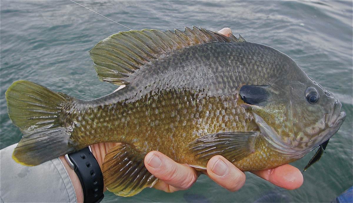 Bluegill: And All Through The House - In-Fisherman