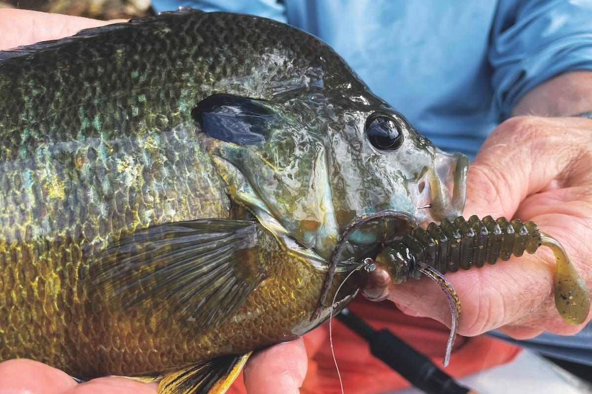 Sunny Delight: Target the Biggest Panfish in Local Waters - Game