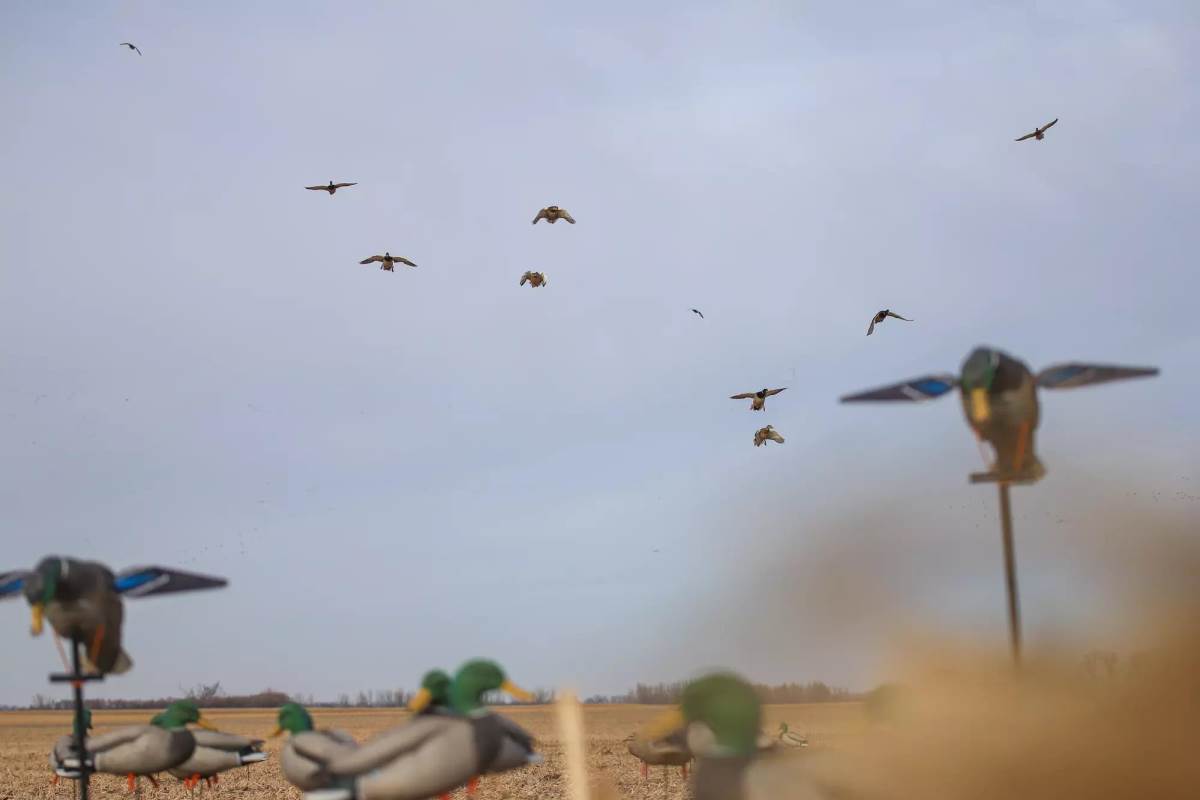 Ducks flying into a dry field.