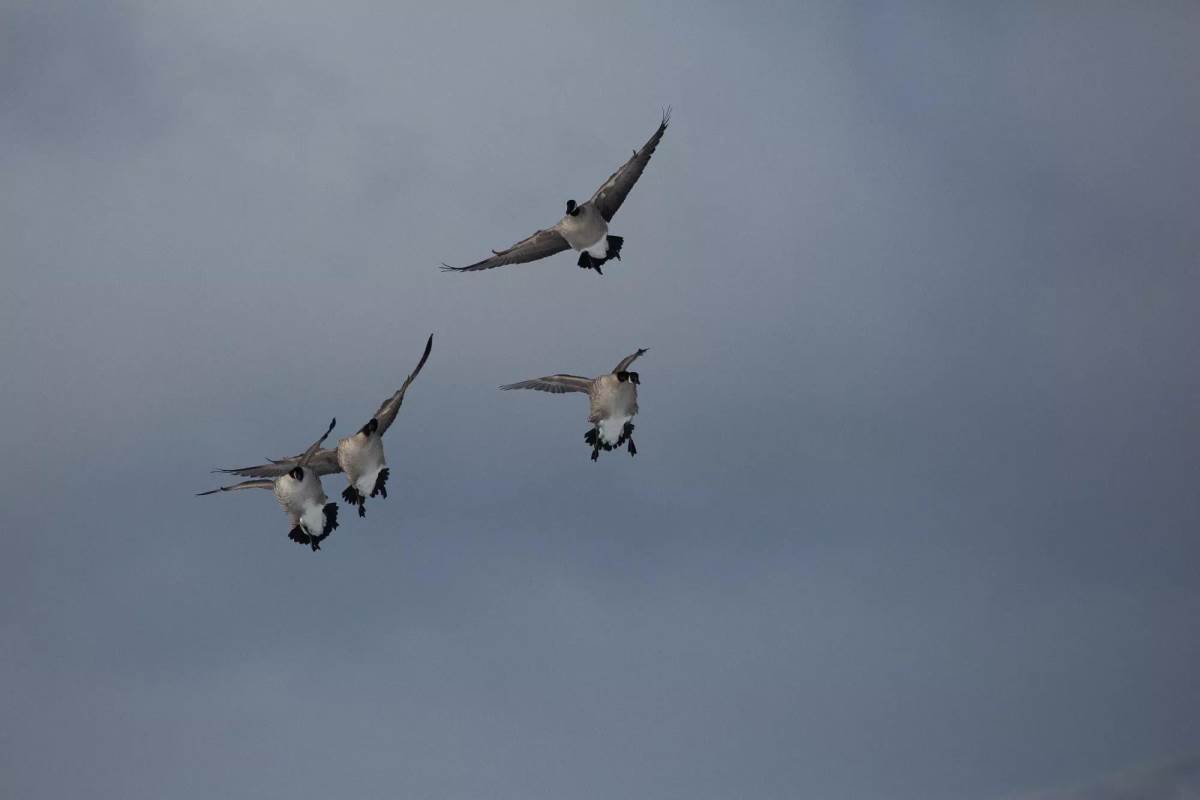 Geese flying in the air.