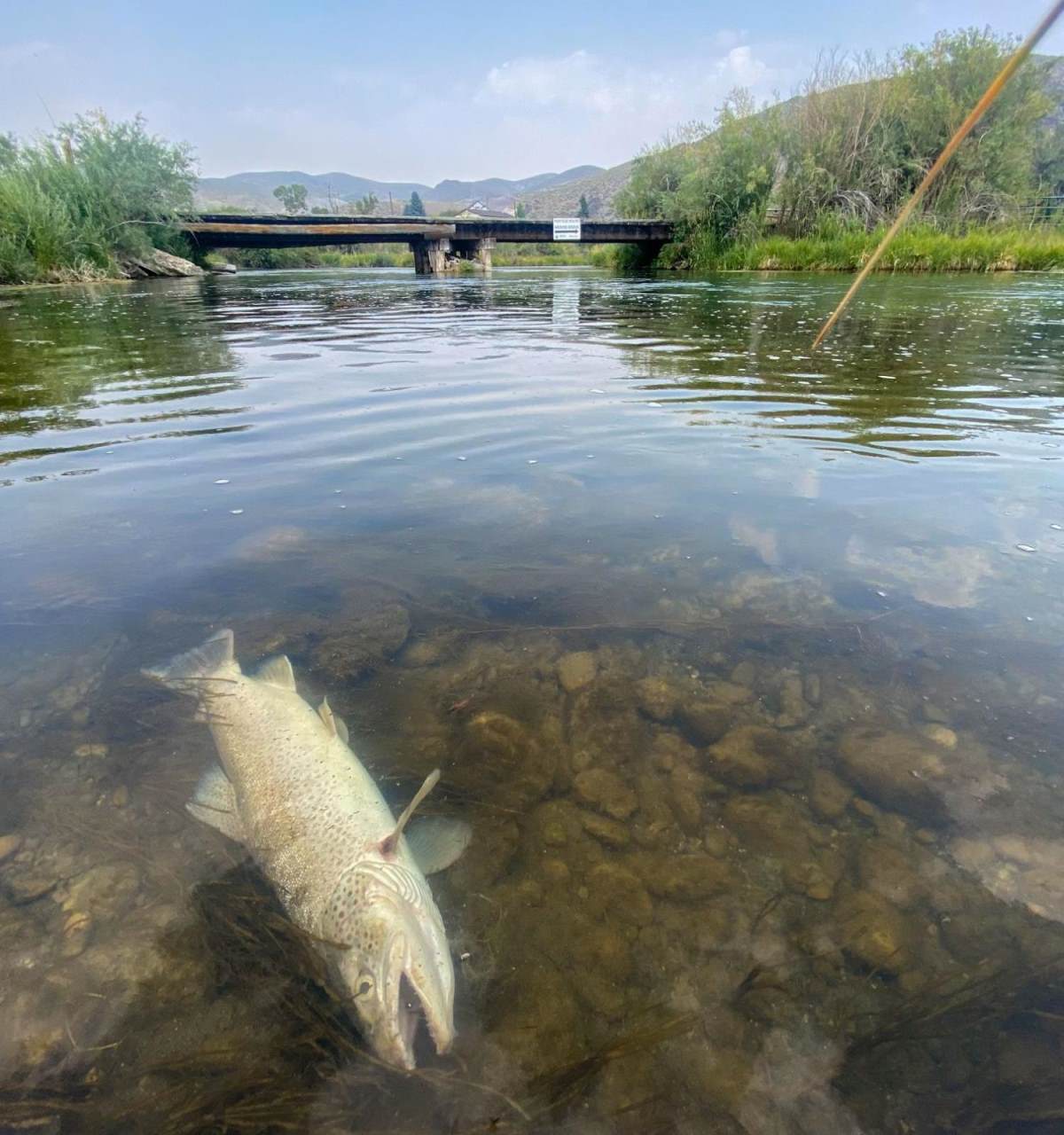 Trout Are Mysteriously Dying in Montana. No One's Sure Why