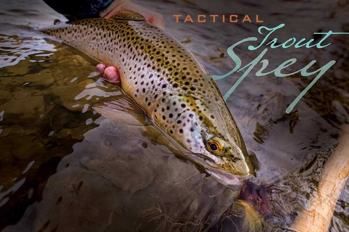 Tactical Trout Spey: Forget Cast, Step, Repeat—Spey Fishing for Trout is All Strategy