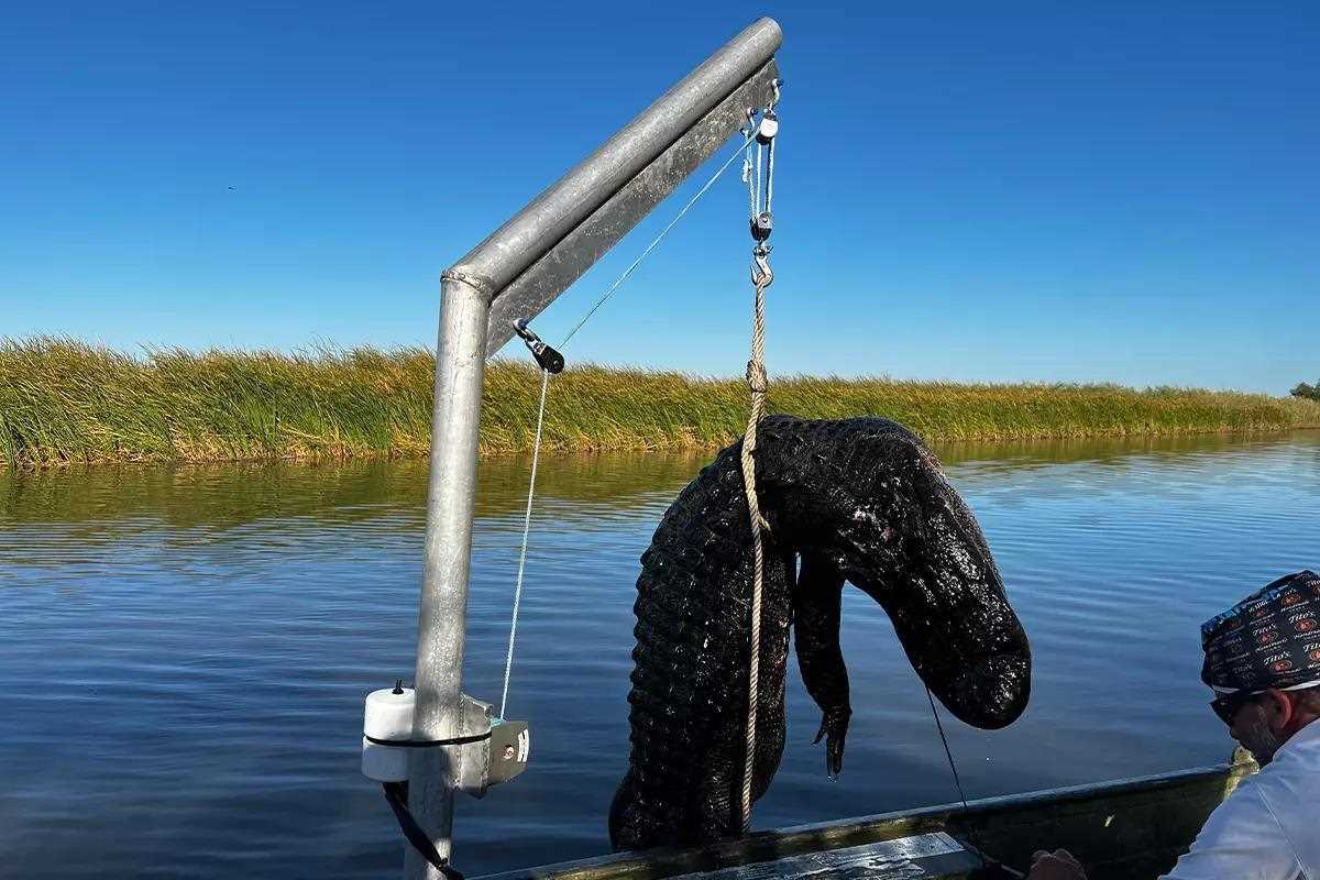 A monster gator is hauled aboard a boat. 