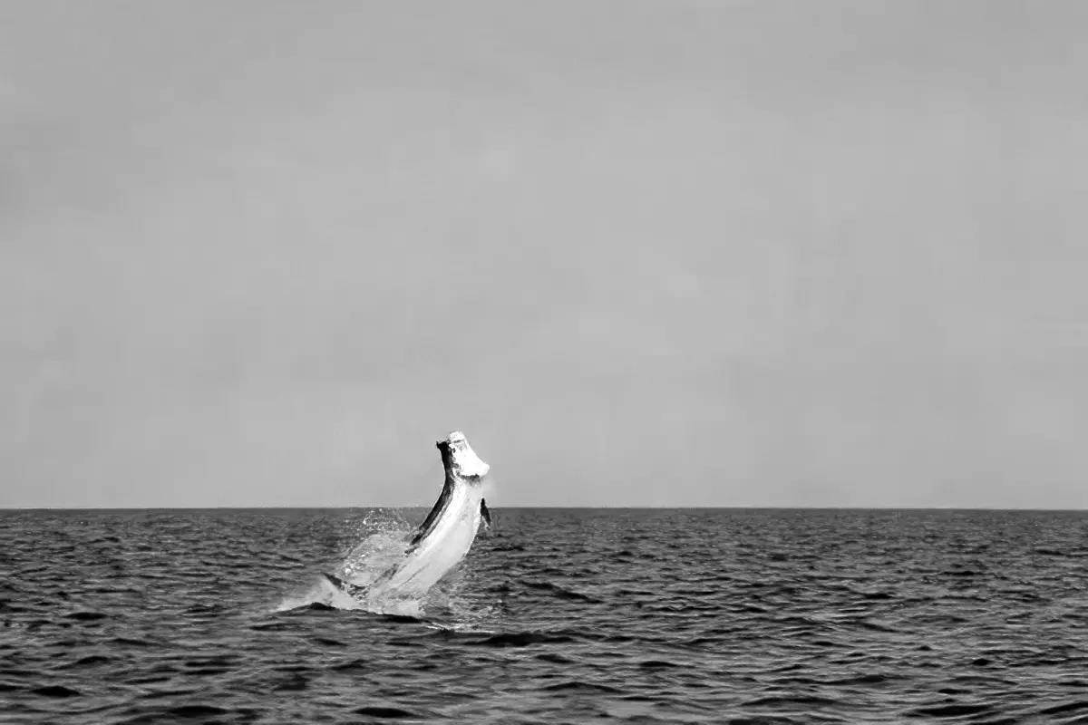 A black-and-white photo of a leaping tarpon.