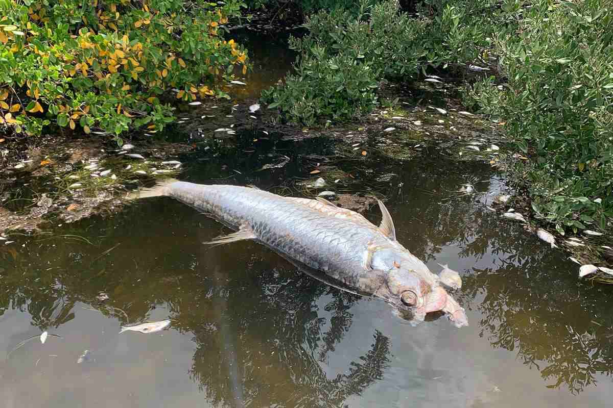 The Truth About Tampa Bay's Decline & Rise of Red Tide - Florida Sportsman