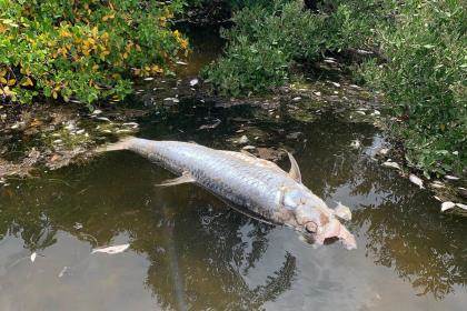 dead tarpon floats on the surface of the water surrounded by mangroves