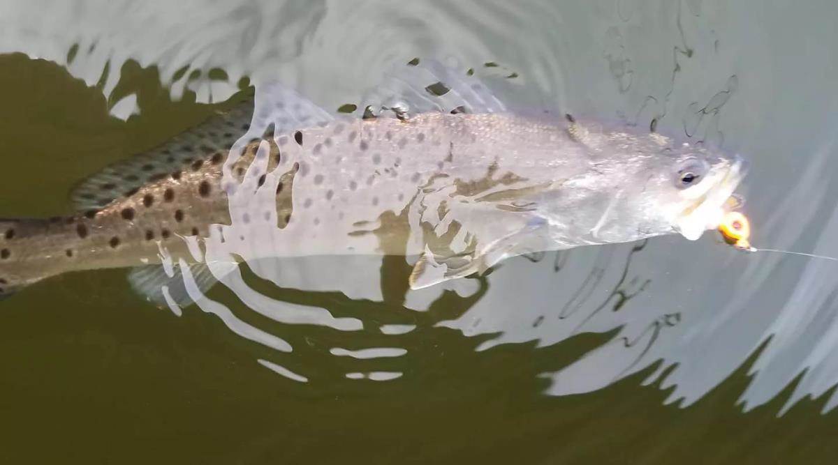 tampa-bay-trout-on-a-cal-shad