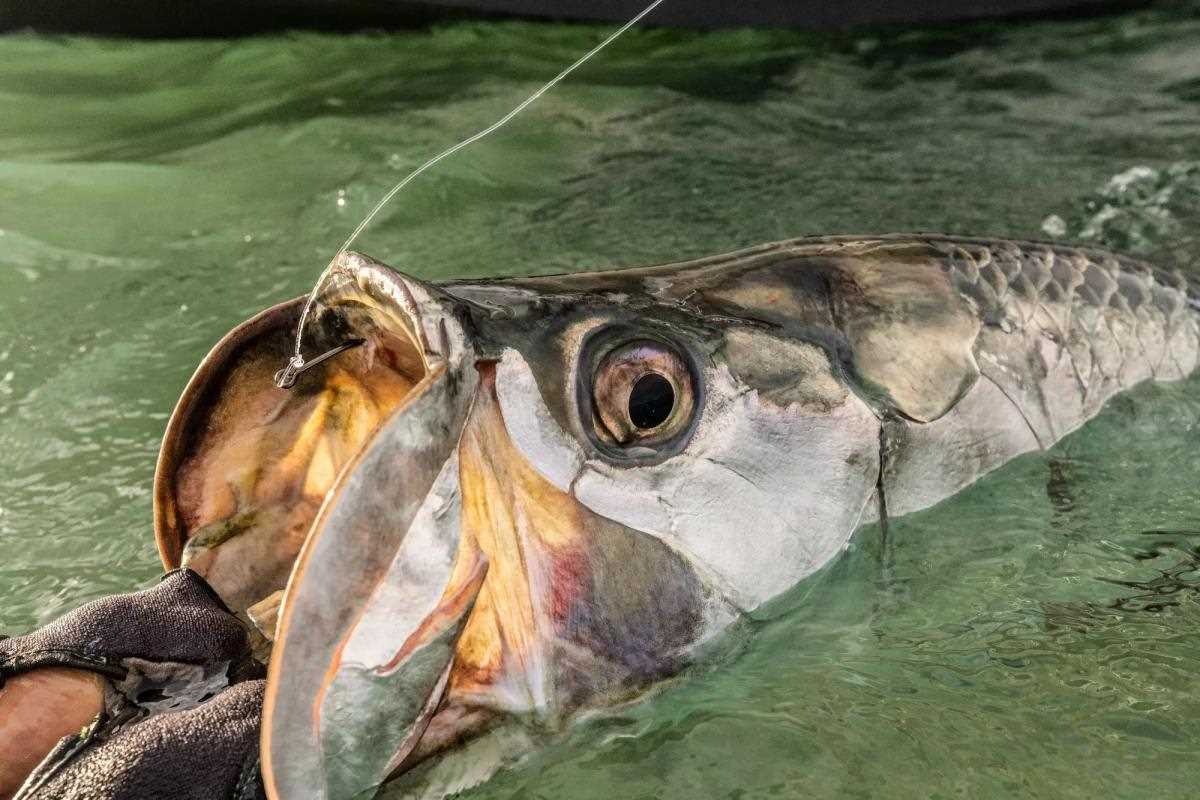 7-tarpon-close-live-bait-hook-penn