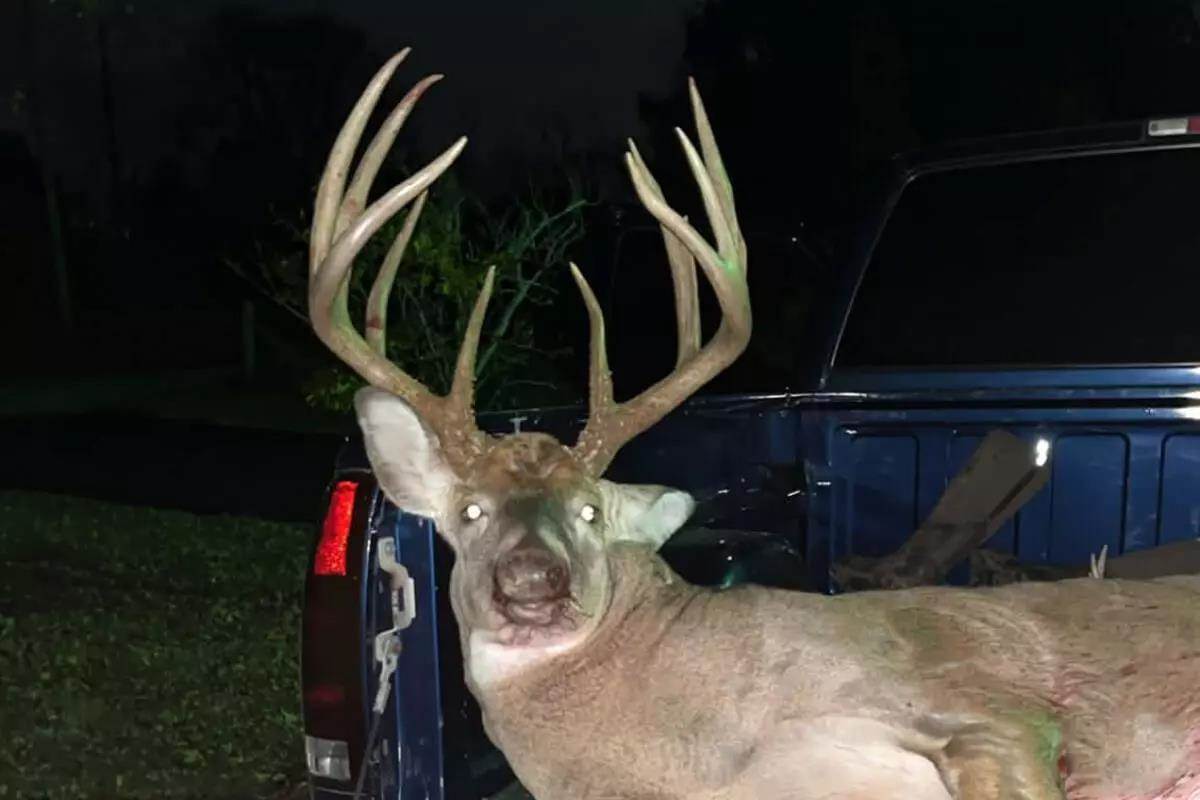 Indiana whitetail buck in back of truck