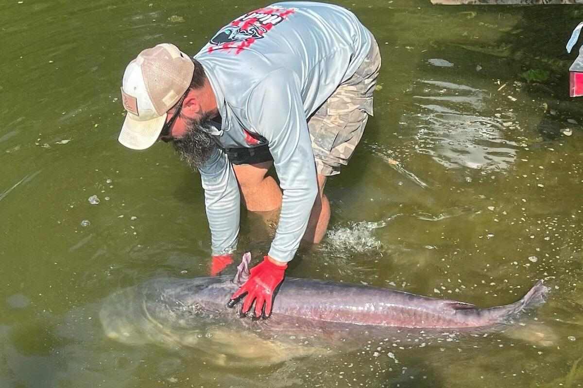 Déjà Blue: Tennessee Angler Breaks Own Catfish Record - Game & Fish