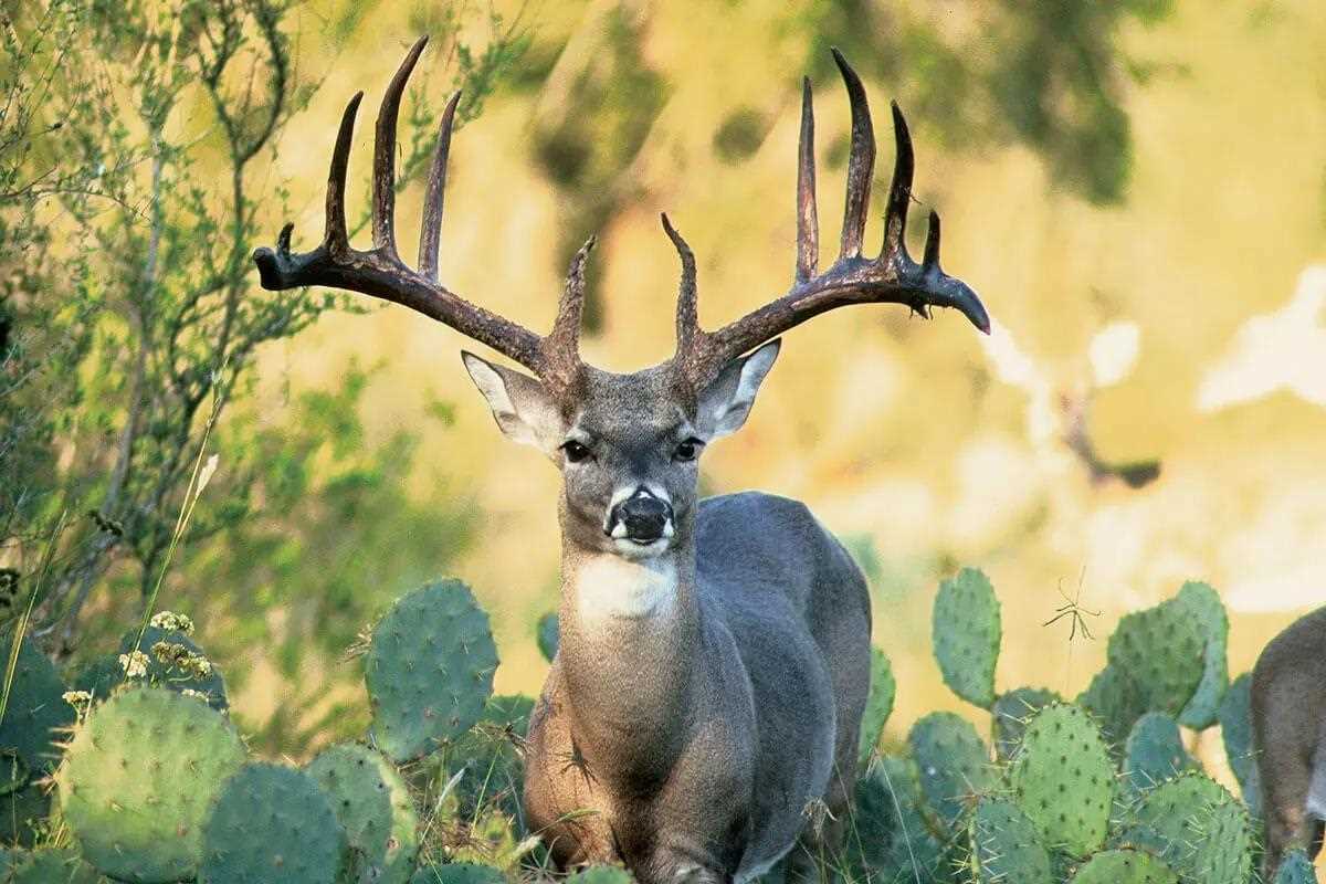 The 5 Different Deer Habitats of Texas - North American Whitetail