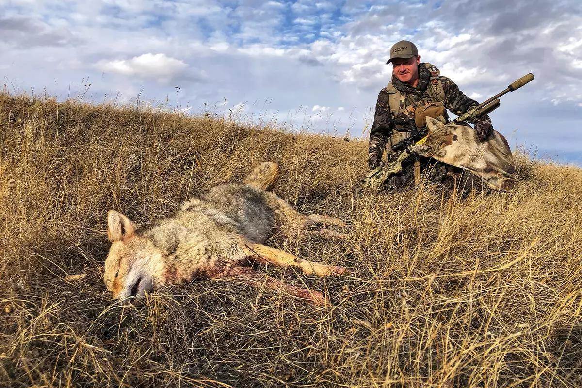 dead coyote