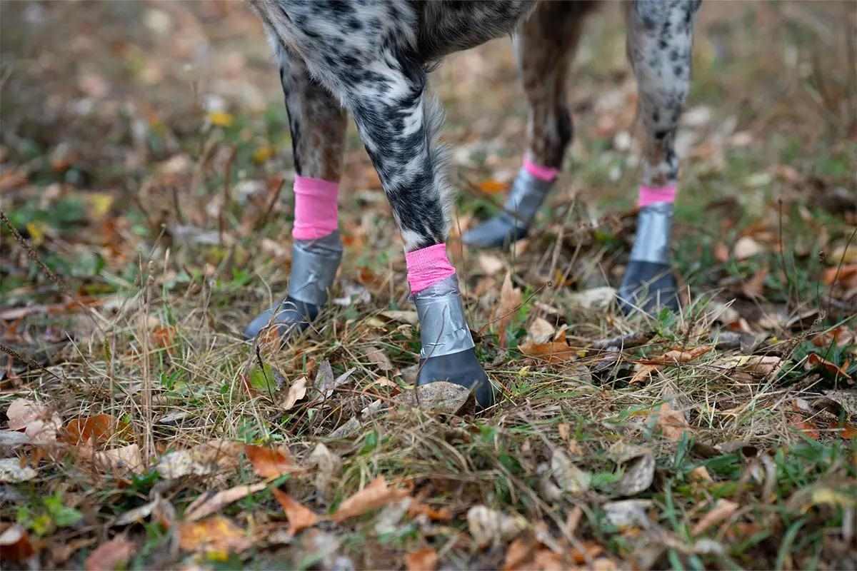 A dog stands on the grass with dog boots taped on its feet.