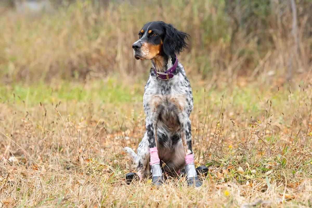 A dog sits on the grass while wearing dog boots on its front feet.