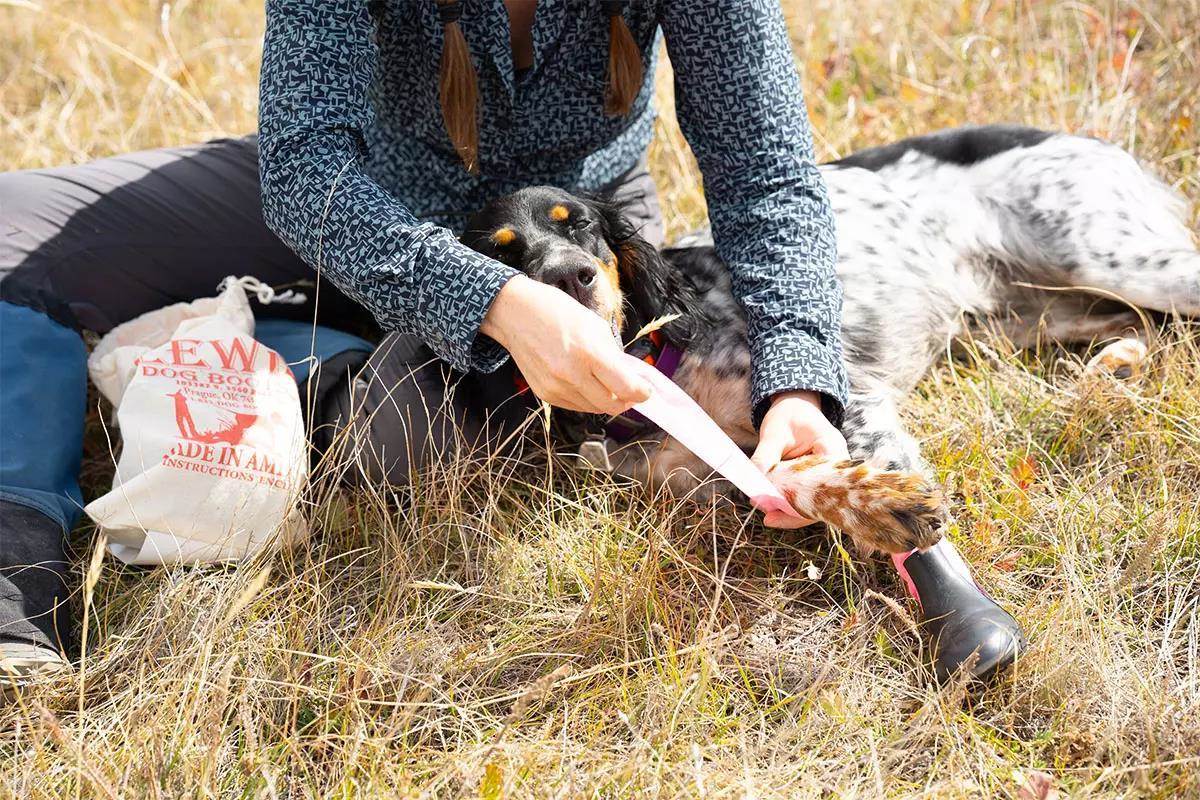 A dog lays on the ground with a person who is putting dog boots on its feet.