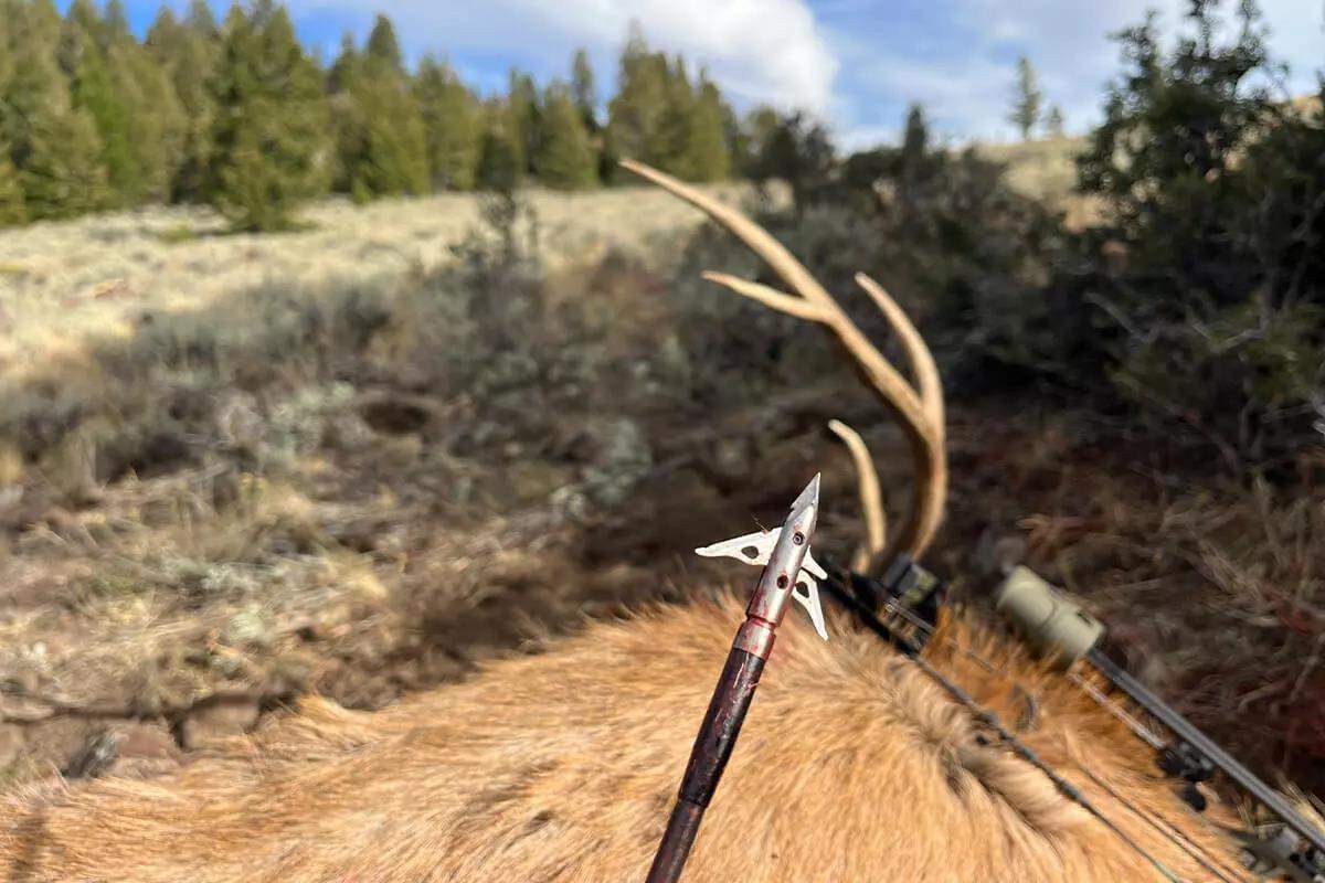 The Best Broadheads for Bowhunting Elk - Petersen's Hunting