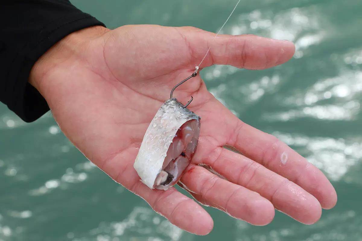 The Best Cut Mullet Bait: How to Rig Cut Mullet