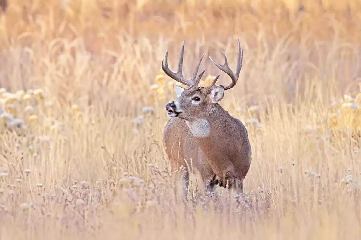 Synthetic or the Real Deal? Making Sense of Deer Scents
