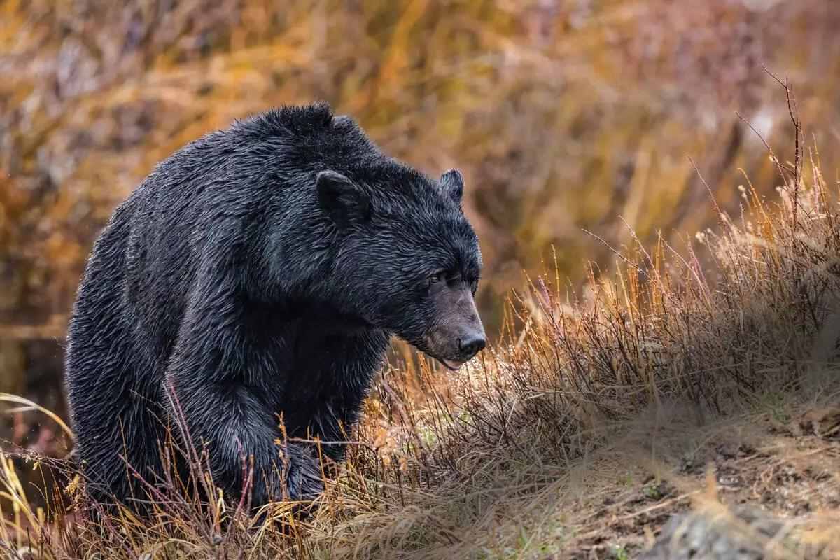 The Best North American Black Bear Destinations