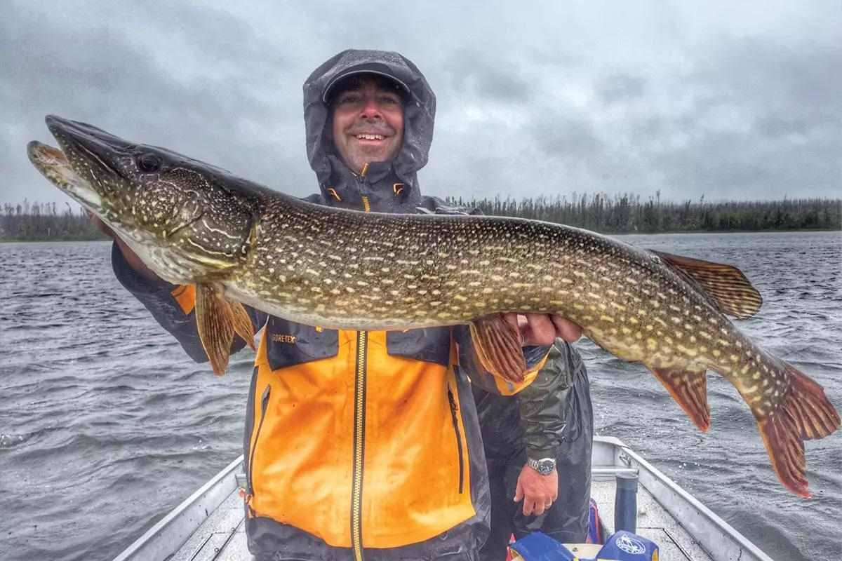 An angler holds up a northern pike while on a boat. 