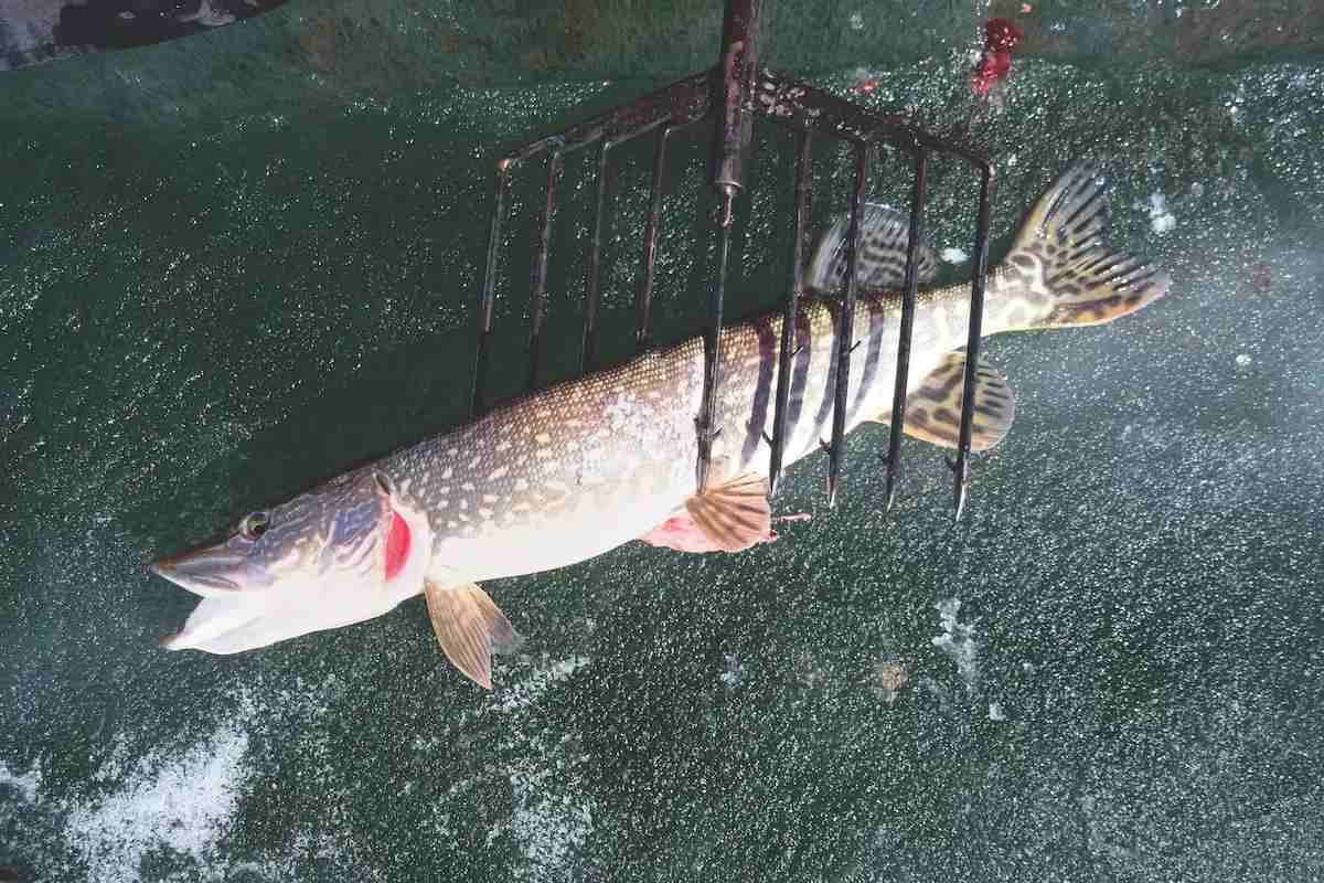 A giged pike lies on the ground. 