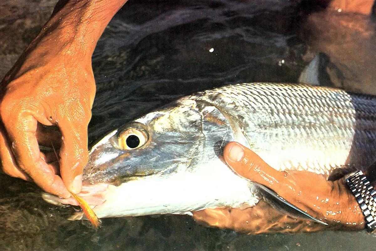 Fly Fisherman Throwback: The Challenge of Bonefishing