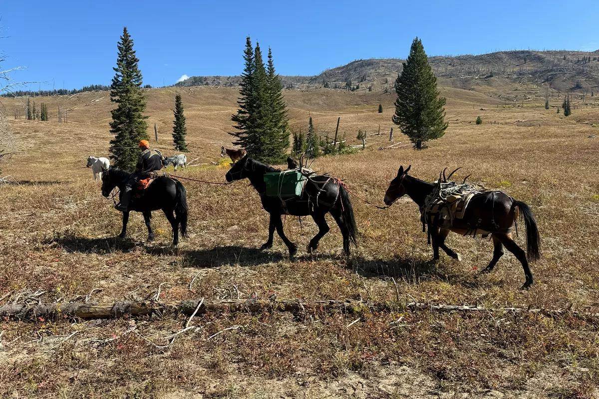 A hunter with three horses pack out remains of harvested elk back to camp. 