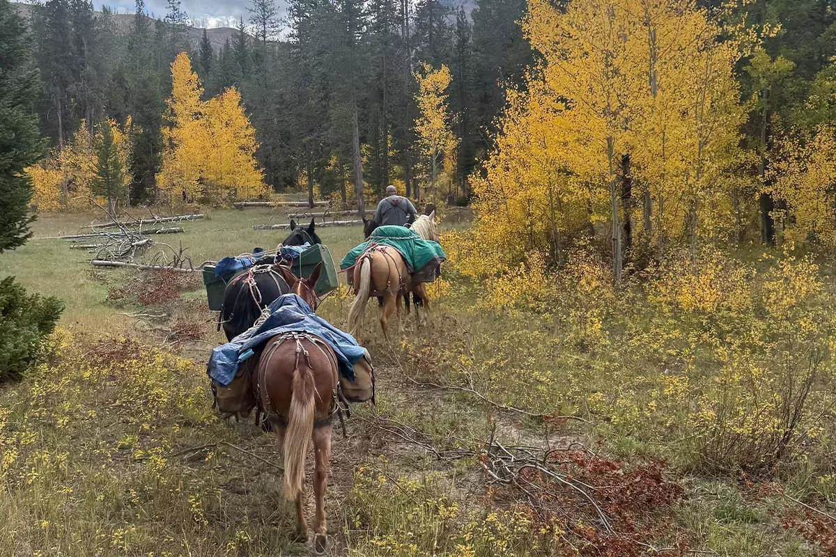 A hunter with three horses pack out remains of harvested elk back to camp. 