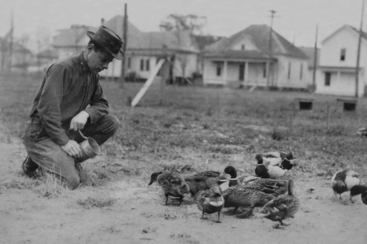 Tame tollers were raised in barnyards and in the backyards of towns and cities. Courtesy Cliff Fisher. 