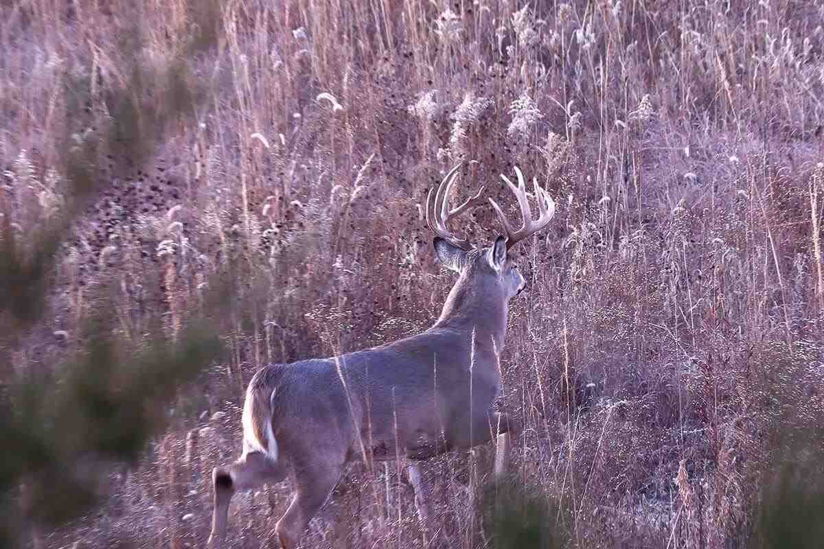 target buck in range