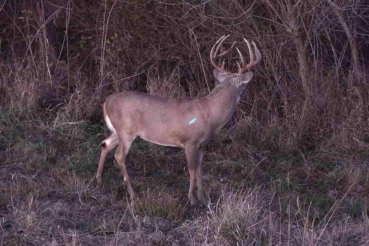 arrow in flight toward big Kansas buck